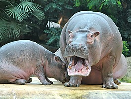 動物園,動物,河馬