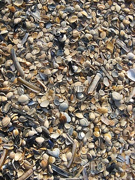 貽貝,海灘,沙