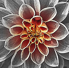 花,開(kāi)花,性質(zhì)