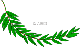 枝杈,月桂樹(shù),葉