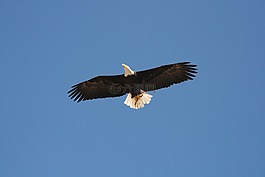 鳥(niǎo),鷙鳥(niǎo),性質(zhì)