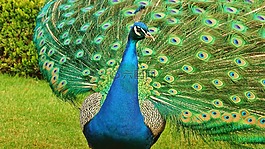 孔雀,鳥,鳥類