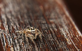 jumpingspider,蜘蛛,戶外