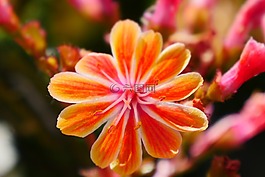 鮮花,性質,橙