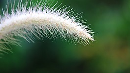開花的草,性質,一片草地上