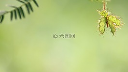 開花的草,性質,一片草地上