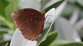 蝴蝶,自然的,昆蟲(chóng)