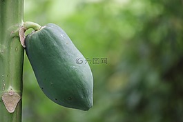 木瓜,綠,性質(zhì)
