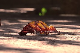 干葉,秋,干