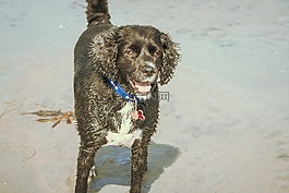 狗,海灘,寵物