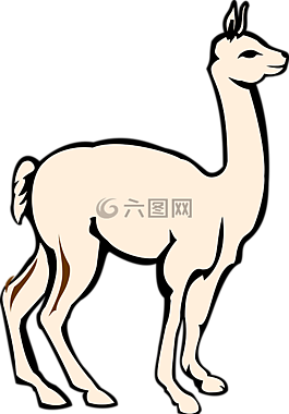 羊駝,動(dòng)物,哺乳動(dòng)物