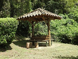 綠色,大自然,公園