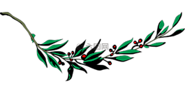 枝杈,月桂樹,葉