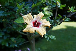 錦葵,花,黃色