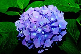 鮮花,繡球,花