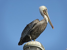鵜,鳥(niǎo),野生動(dòng)物
