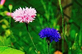 花園,鮮花,矢車菊