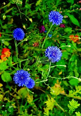 鮮花,野生花卉,矢車菊