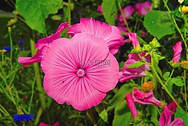 花,開花,helllila