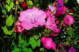 花,開花,helllila