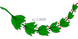 枝杈,月桂树,叶