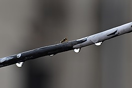 雨滴,飛,走