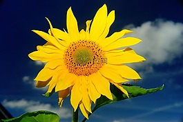 花,開花,太陽花
