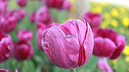 郁金香,花,粉紅色
