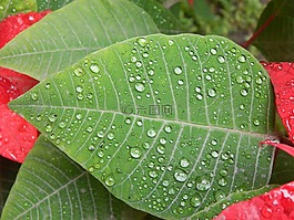 葉,雨,濕