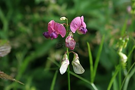 野生蘭花,廠,花