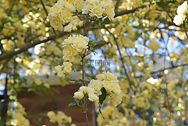 羅莎,黃色,花