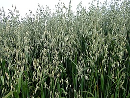 燕麥,谷物,綠色