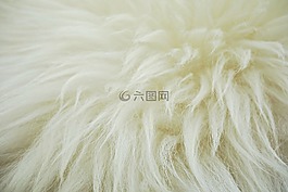 羊毛,隱藏,羊