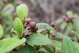 senggani,植物,性質(zhì)