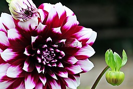 娇琴纱,georgine,花
