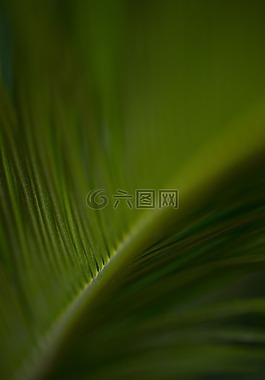 叶子,植物,光合作用