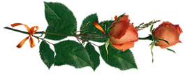 玫瑰,花卉,愛