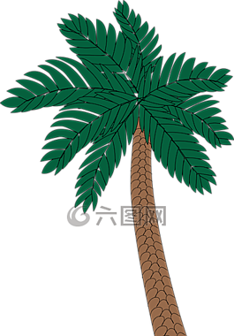 棕櫚,植物,樹