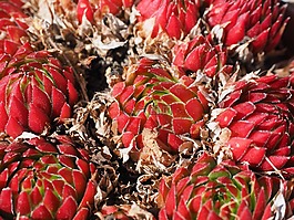 屋顶houseleek,真正houseleek,普通的房子姜黄