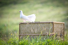 白鴿,鳥,鴿子