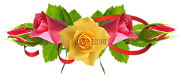 玫瑰,花卉,黃
