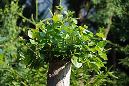 樹樁,新的驅(qū)動(dòng)器,葉子