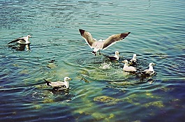 游樂場,鳥,海鷗