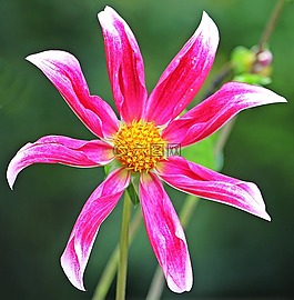 sterndahlie,娇琴纱,georgine
