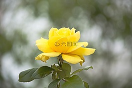 性質(zhì),植物,葉
