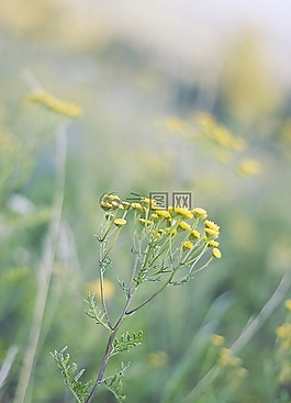 草甸,鮮花,性質(zhì)