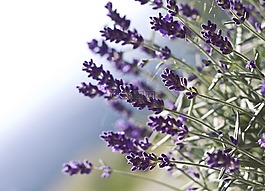 熏衣草,花,性質(zhì)