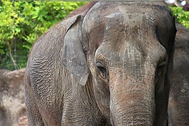 大象,動(dòng)物,動(dòng)物園