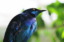 鳥,動物,動物園