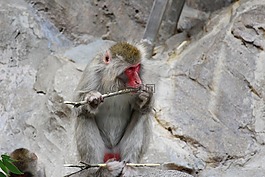 猴子,動物,動物園
